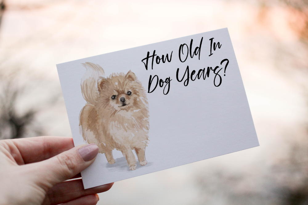 Pomeranian Dog Birthday Card, Dog Birthday Card - Click Image to Close